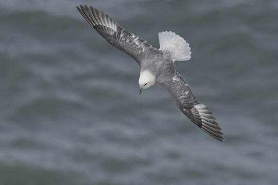 Northern fulmar (Fulmarus glacialis) adult seabird bird in flight, RSPB Bempton cliffs nature reserve, Yorkshire, England, United Kingdom