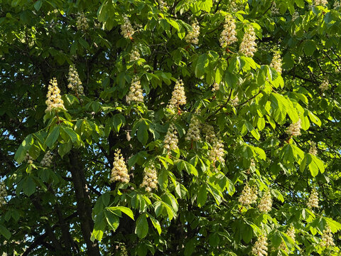 Spring blooming horse chestnut tree Aesculus hippocastanum