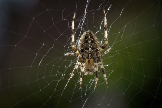 Garden cross spider (Araneus diadematus) in a web, Stuttgart, Baden-W&uuml;rttemberg, Germany