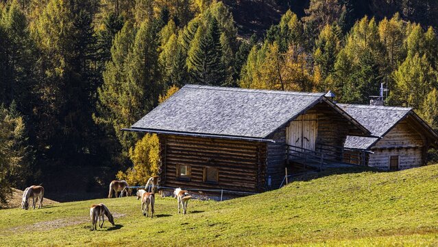 Alpine huts and grazing Haflinger horses (Equus ferus caballus) on the Alpe di Siusi, Val Gardena, Dolomites, South Tyrol, Italy
