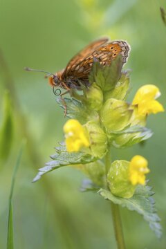 Bite check moth, bite cheek moth, euphydryas aurinia, eurodryas aurinia, golden tick moth, marsh fritillary, melitaea aurinia, scabiotic tick moth, butterfly, high size, portrait format, insects, butterfly, butterflies