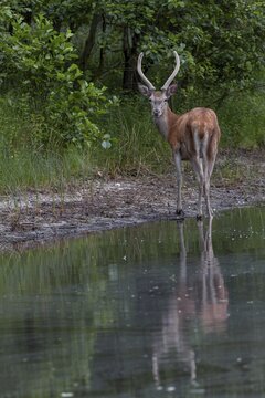 Red deer (Cervus elaphus) moving to the opposite bank of a pond, forest lake, Spiegelbild, June, Germany