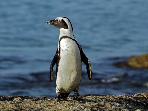 African penguin (Spheniscus demersus), at Boulders Beach, Simon's Town, Cape Town, South Africa