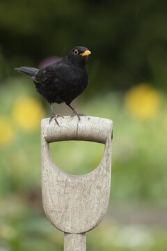 European blackbird (Turdus merula) adult male garden bird on a fork handle, Suffolk, England, United Kingdom