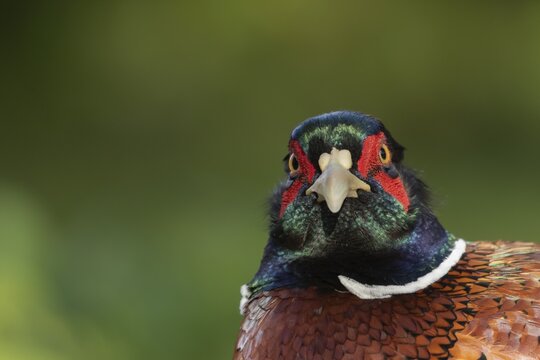 Common or Ringed-necked pheasant (Phasianus colchicus) adult male bird head portrait, England, United Kingdom