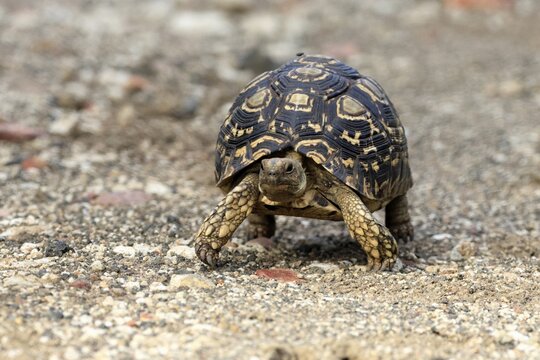 Leopard tortoise (Testudo pardalis), adult, walking, foraging, Kruger National Park, South Africa