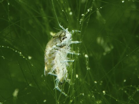 A small crustacean, water isopod (Asellus aquaticus), resting amidst green underwater plants, dive site Zollbr&uuml;cke, Rheinau, Canton Zurich, Rhine, High Rhine, Switzerland, Jestetten, Germany