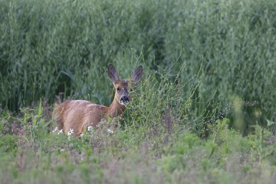 Roe deer (Capreolus capreolus) juvenile female fawn on the edge of a summer oat field, Suffolk, England, United Kingdom