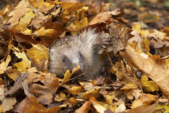 European hedgehog (Erinaceus europaeus) adult animal amongst fallen autumn leaves, England, United Kingdom