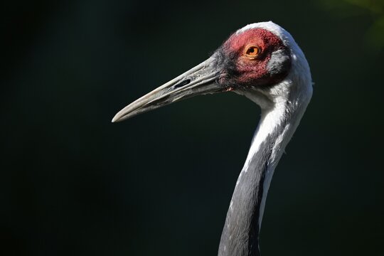 White-naped crane (Grus vipio), animal portrait, captive, Germany