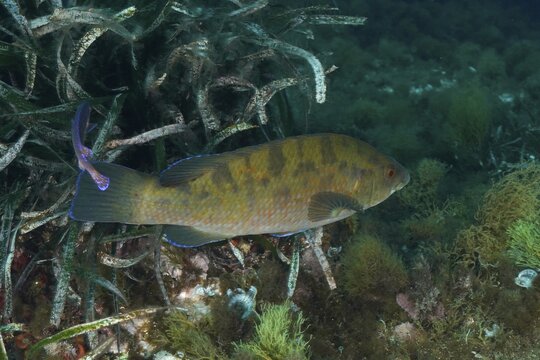 A Ballan wrasse (Labrus bergylta) swimming among seaweed and algae, dive site Giens Peninsula, Mediterranean Sea, Porquerolles, Provence, C&ocirc;te d'Azur, France