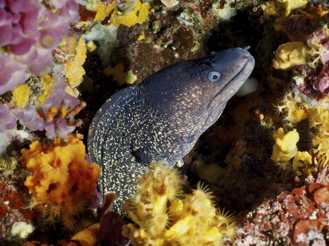 A Mediterranean moray (Muraena helena) is hidden in a colorful underwater landscape with orange-yellow accents, in the Mediterranean near Hy&egrave;res, Giens Peninsula diving site, Porquerolles, Provence, C&ocirc;te d'Azur, France
