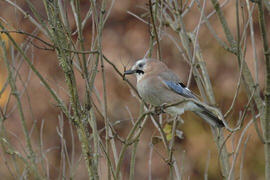 Eurasian jay (Garrulus glandarius), sitting in the branches of a bush, North Rhine-Westphalia, Germany
