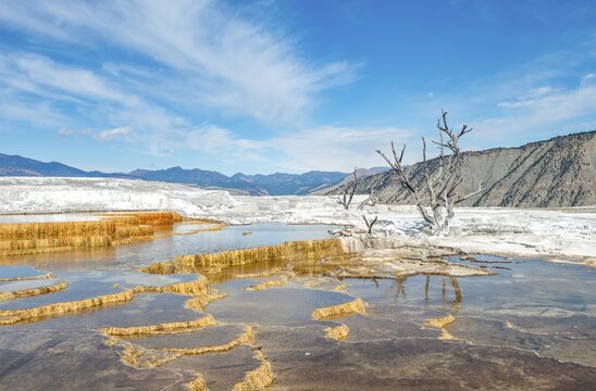 Dead trees on sinter terraces, hot springs, orange mineral deposits, Palette Springs, Upper Terraces, Mammoth Hot Springs, Yellowstone National Park, Wyoming, USA