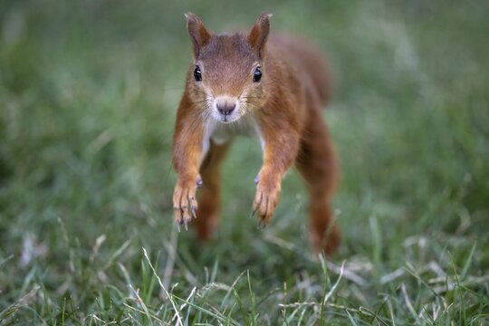 Eurasian red squirrel (Sciurus vulgaris), jumping in a meadow, jumping, Stuttgart, Baden-W&uuml;rttemberg, Germany