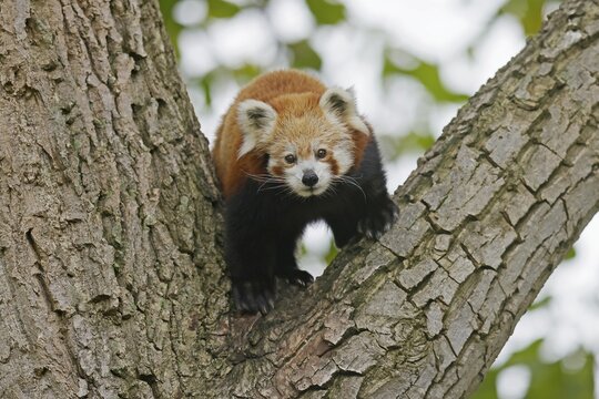 Red panda (Ailurus fulgens fulgens) climbing a branch