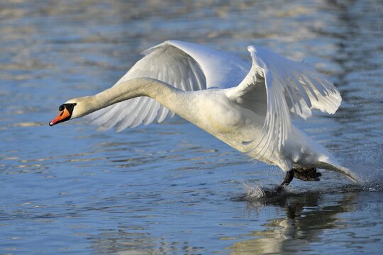 Mute swan (Cygnus olor), starts from the water, Lake Zug, Switzerland