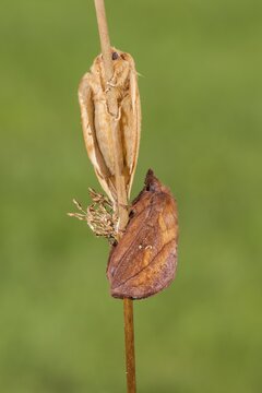 The Drinker moth (Euthrix potatoria), Volcanic Eifel, Rhineland-Palatinate, Germany