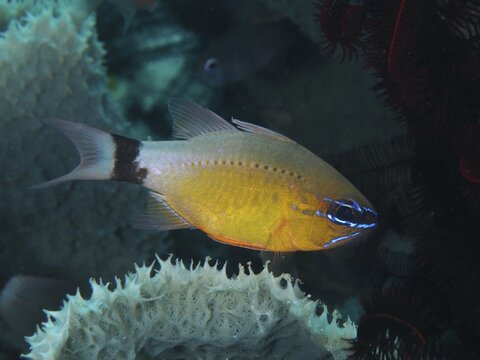 A yellow-blue fish, black-banded cardinalfish, sun cardinalfish (Ostorhinchus aureus) (Apogon aureus), swimming among sponges in dark water, dive site Twin Reef, Penyapangan, Bali, Indonesia