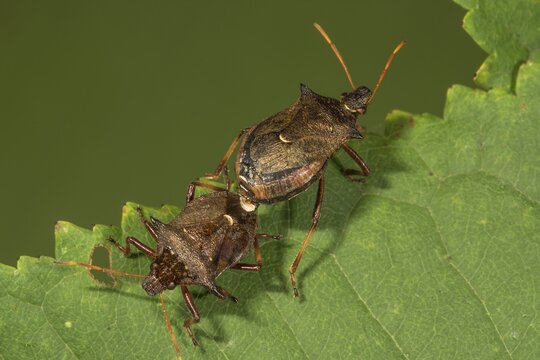 Two-toed thorn bug (Pieromerus bidens) Pair of animals, copula on a leaf, Baden-W&uuml;rttemberg, Germany