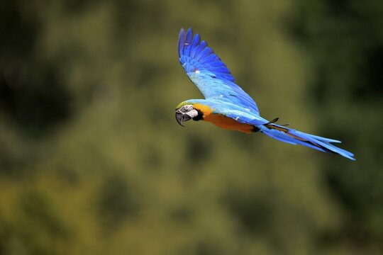 Blue and yellow macaw (Ara ararauna), adult, flying, parrot, Brazil