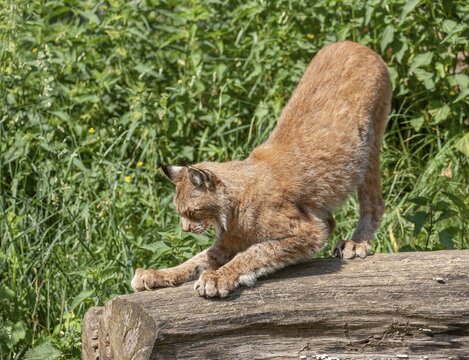 Eurasian lynx (Lynx lynx) standing on a tree trunk and sharpening its claws, captive, Germany