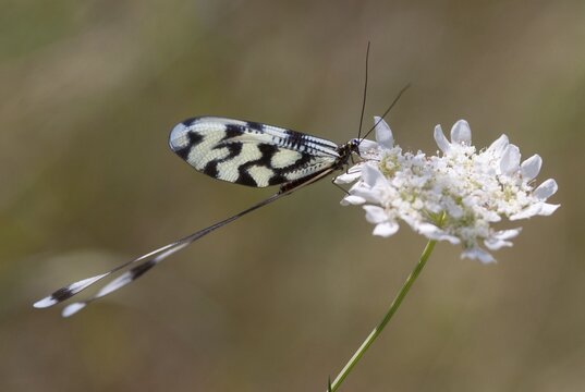 Thready, Nemoptera sinuata, Spoonwing, Southeast European threadlike, Threadwing antlion, Bulgaria, insects, insects, web-winged