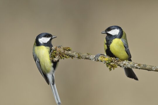 Great tit (Parus major) two birds sitting on a branch overgrown with moss, pair of animals, North Rhine-Westphalia, Germany