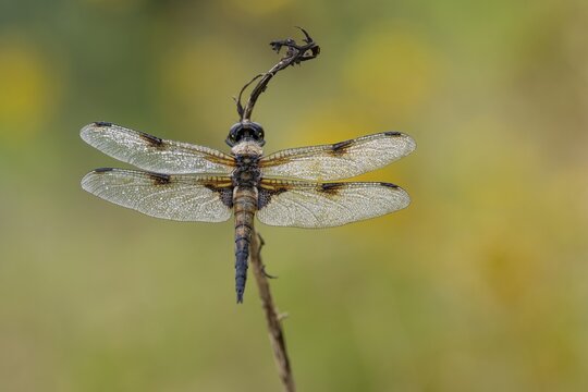Four-spotted dragonfly (Libellula quadrimaculata), Ahlhorn, Lower Saxony, Germany