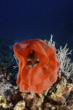 Spawn of Spanish Dancer (Hexabranchus sanguineus), Dive Site Small Abu Reef, Fury Shoals, Red Sea, Egypt