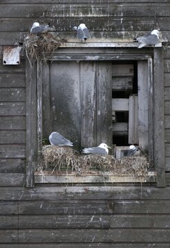 Black-legged Kittiwake, Black-legged Kittiwake, Norway, Rissa Tridactyla, Varanger, Birds, Breed, Brut, Breeding Colony, Charadriiformes, Gulls, High Size, Portrait, Colony, Limikolen, Seagulls, Nest, Birds