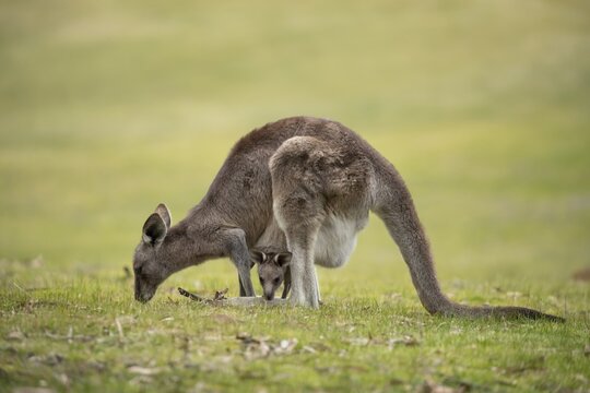 Eastern grey kangaroo (Macropus giganteus) adult female with a juvenile baby joey in it's pouch, Victoria, Australia