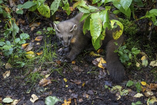 Pine Marten (Martes martes), Vechta, Lower Saxony, Germany
