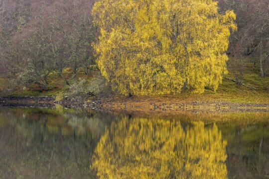 A birch tree (Betula) with its autumnal colours is reflected in a lake, Aviemore, Scotland, United Kingdom