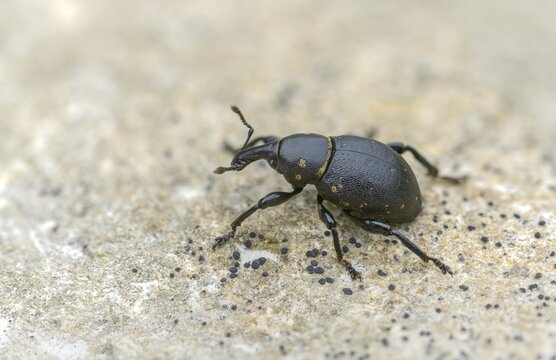 Curculionidae, German weevil, small butterbur weevil, Liparus germanus, molytinae, butterbur weevil, beetle, coleoptera, insects, beetles
