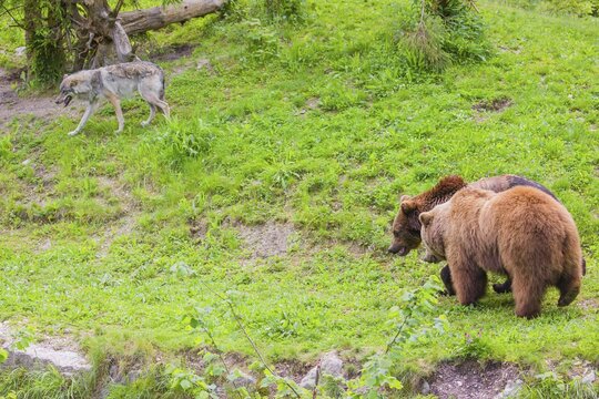 A eurasian grey wolf (Canis lupus lupus) meets two european brown bears (Ursus arctos arctos)