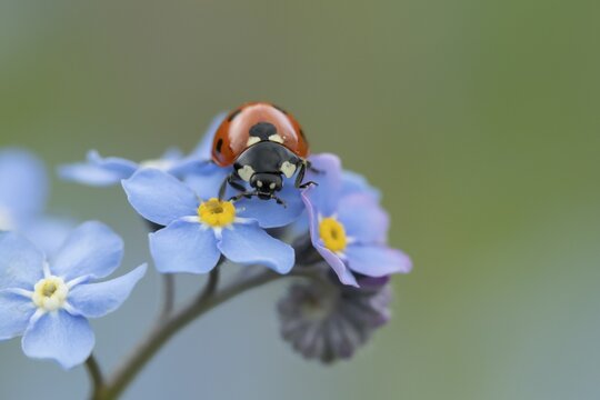 Seven-spot ladybird (Coccinella septempunctata) adult insect on a Forget-me-not flower, Suffolk, England United Kingdom