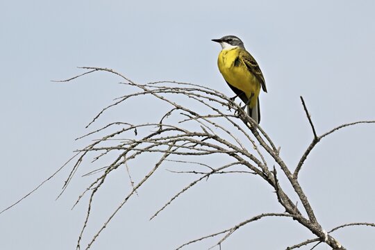 Yellow Wagtail (Motacilla flava), perched on a branch, Camargue Regional Nature Park, southern France, France