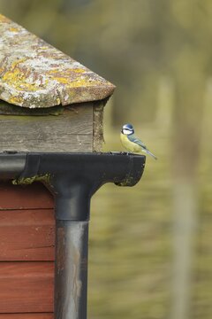 Blue tit (Cyanistes caeruleus) adult garden bird on a gutter on a building, Suffolk, England, United Kingdom