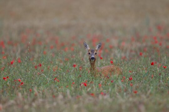 Roe deer (Capreolus capreolus) adult female doe in an arable field with flowering poppies, Suffolk, England, United Kingdom