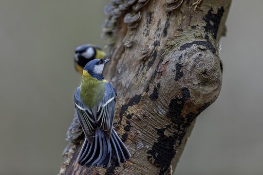 With bent wings, both great tits (Parus major) signal readiness to fight, aggressive, tree fungi, Germany