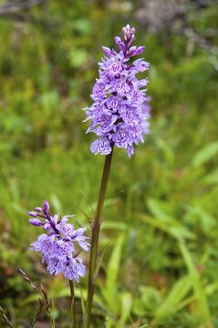 Dactylorhiza fuchsii, Finland, fox orchid, fox fingerroot, fox knuckle herb, fox fingerroot, fox orchid, orchids, orchid plants, forest orchid, common orchid, flora, high size, portrait format, plants, plants