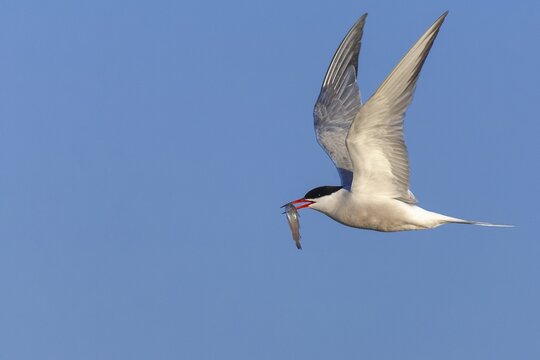 Flying common tern (Sterna hirundo) with prey in its beak, Texel Island, Netherlands