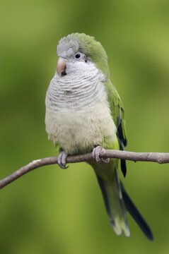 Monk parakeet (Myiopsitta monachus), captive, occurring in South America