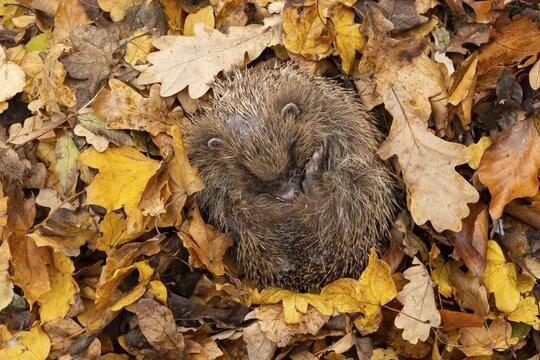 European hedgehog (Erinaceus europaeus) adult animal curled in a ball for hibernation on fallen autumn leaves in a garden, England, United Kingdom