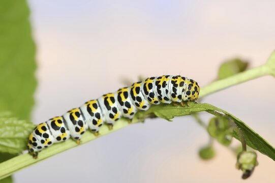 Brown-root monk (Shargacucullia scrophulariae), caterpillar, North Rhine-Westphalia, Germany