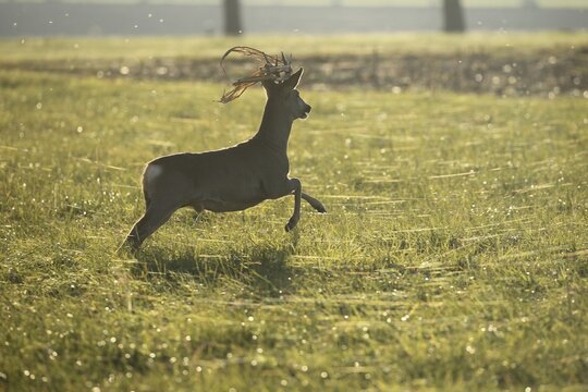 European roe deer (Capreolus capreolus) in winter coat with maize perennials in antlers flees across a meadow, Lower Austria, Austria