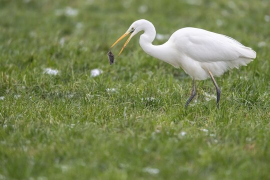 Great egret (Ardea alba) with captured mouse in a meadow, D&uuml;mmer, Lembruch, Lower Saxony, Germany