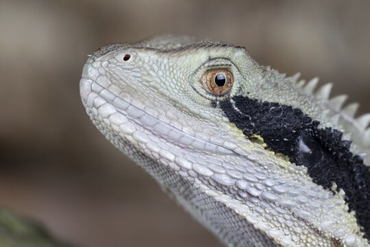 Bearded Dragon (Pogona Vitticeps) adult lizard animal head portrait, England, United KIngdom, Captive