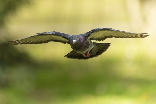 City dove (Columba livia forma domestica) in flight, wildlife, Germany